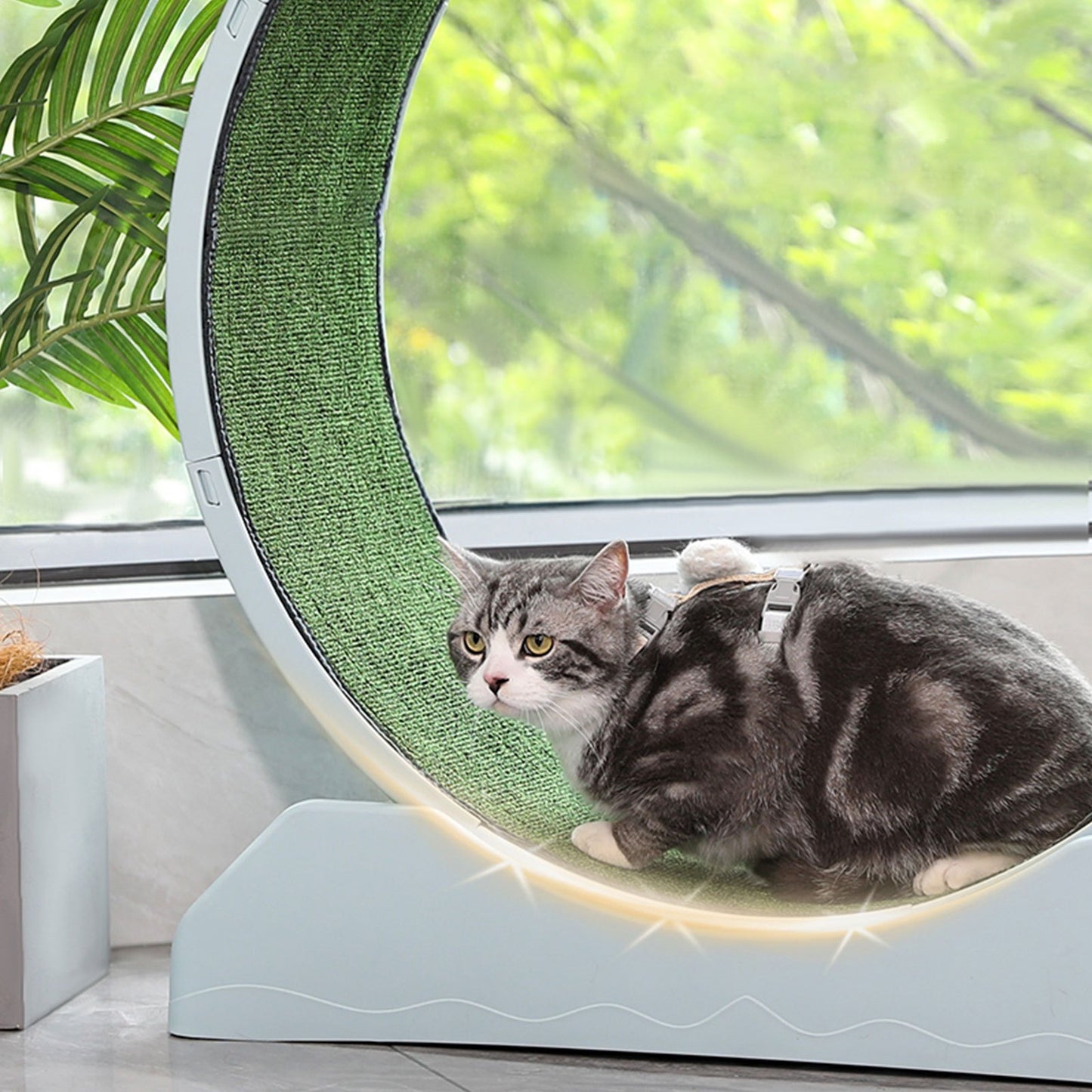 Silent Cat Exercise Wheel – XL Non-Electric Indoor Treadmill - TailAura
