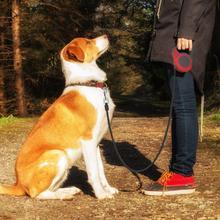 Automatic Retractable Dog Leash – Dual Size Options with Brake & Lock Safety System - TailAura