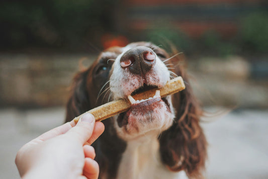 DIY Dog Treats from Ingredients You Already Have at Home