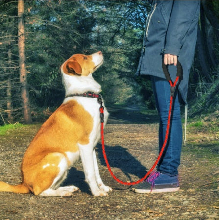 Reflective Nylon Dog Leash – Comfortable Foam Handle, Durable & Anti-Skid Leash for Small, Medium & Large Dogs
